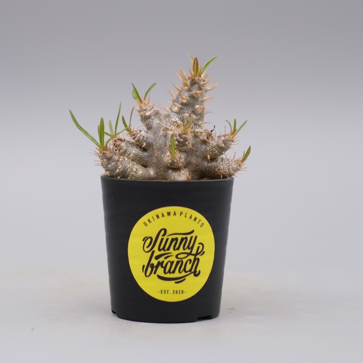 パキポディウム カクチペス 実生株 パキポディウム カクチペス 実生株 パキポディウム カクチペス 実生株