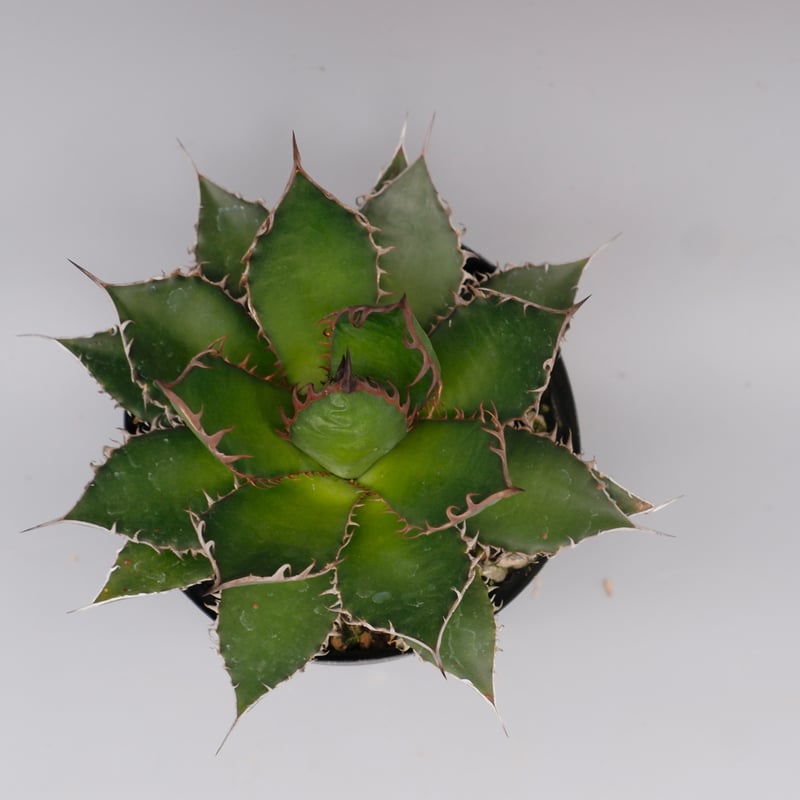 アガベ ホリダ 046 Agave horrida 強棘 | Sunny Branch