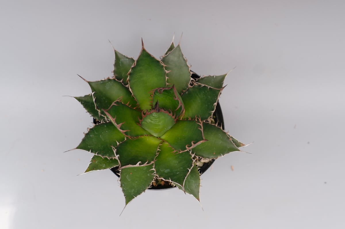 ⭐️激レア蓮棘⭐️巨大　美形　Agave horrida ホリダ　アガベホリダ アガベ ホリダ 046 Agave horrida 強棘 | Sunny Branch