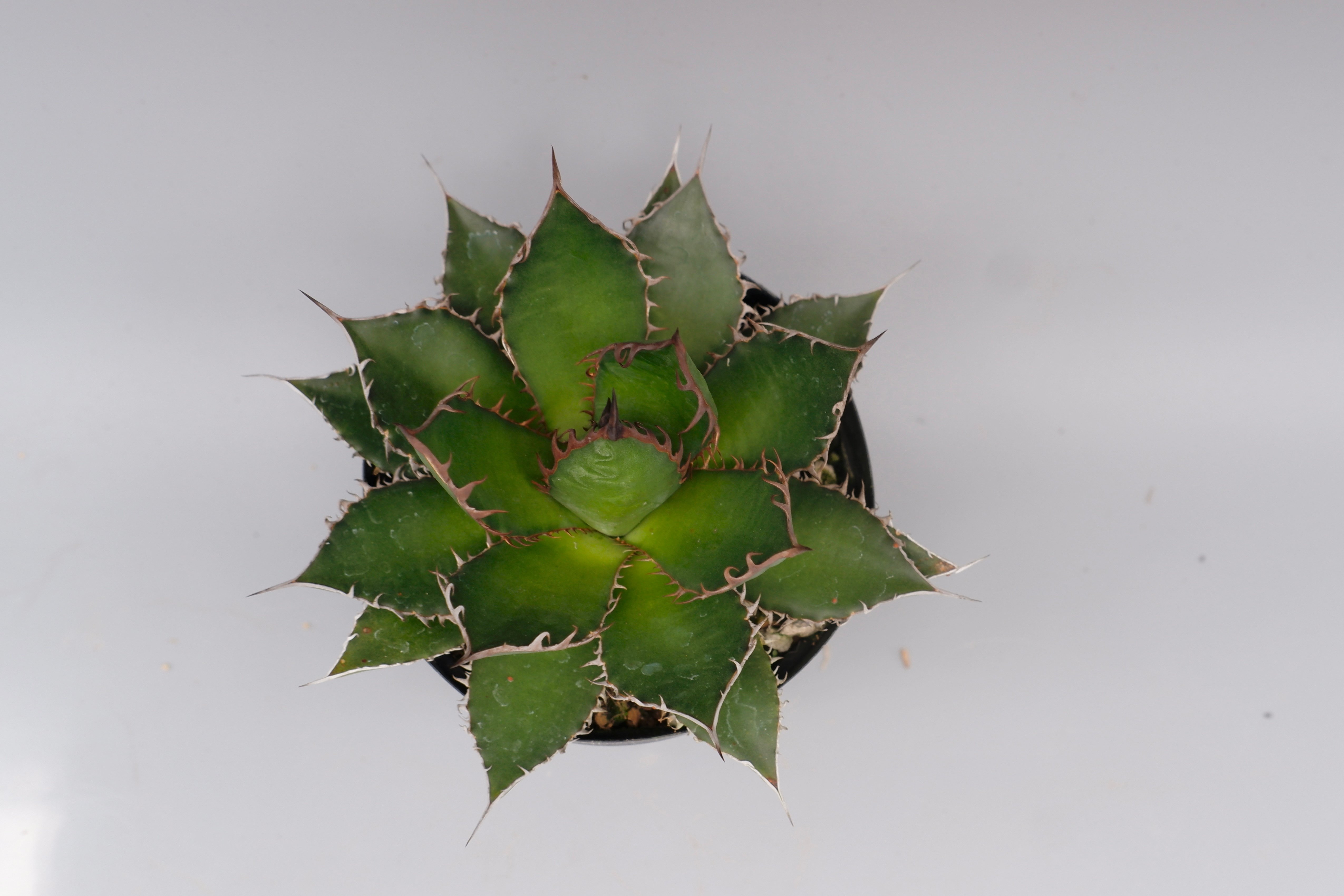 アガベ ホリダ 046 Agave horrida 強棘 | Sunny Branch