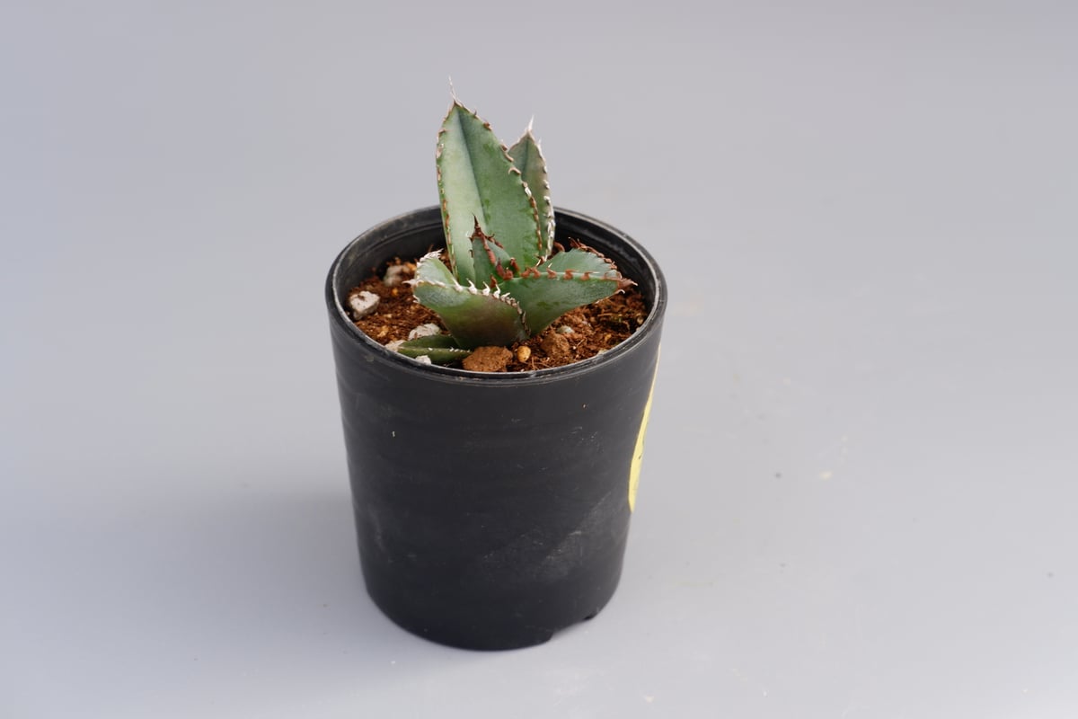 アガベ オテロイ 実生株 Agave oteroi seeding 050 | Sunny アガベ オテロイ 実生株 Agave oteroi seeding 050 | Sunny