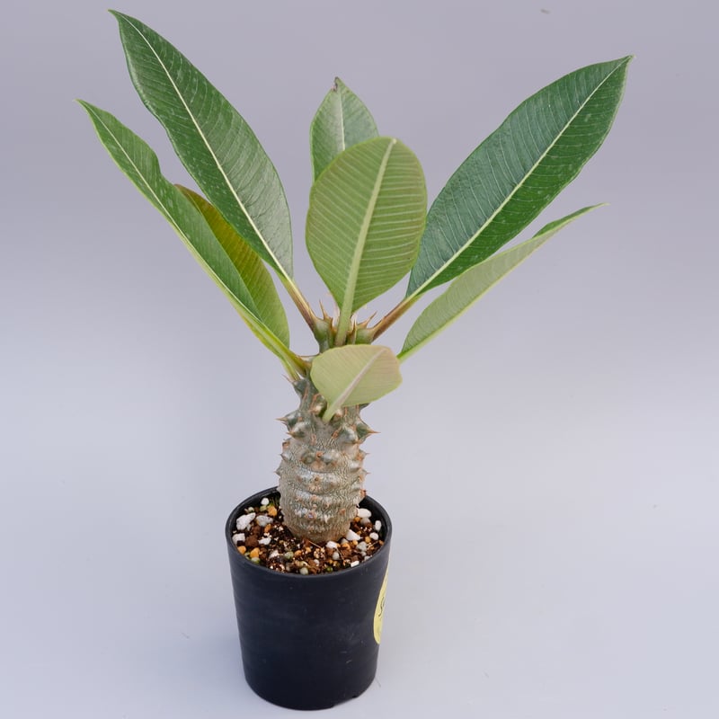 パキポディウム バロニー実生株018 Pachypodium baronii | Sunny