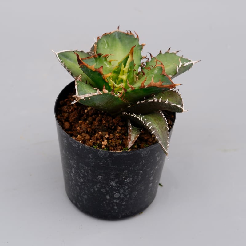 アガベ チタノタ レッドキャットウィーズル Agave titanota Red