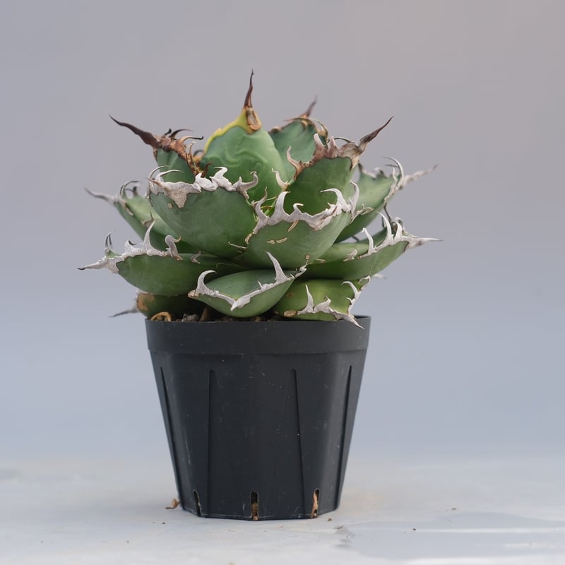 アガベ チタノタ シーザー Agave titanota caesar 192 | Sunny