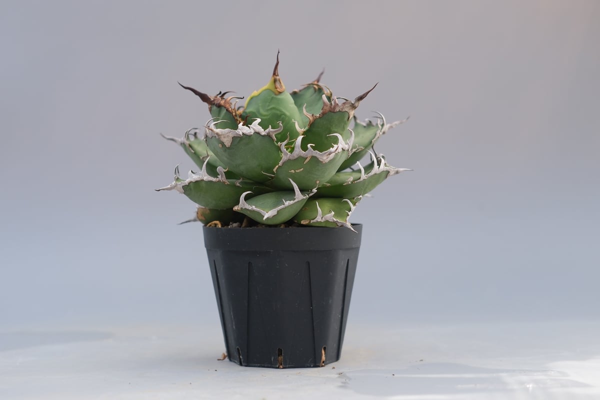 アガベ　チタノタ　シーザー アガベ チタノタ シーザー Agave titanota caesar 192 | Sunny