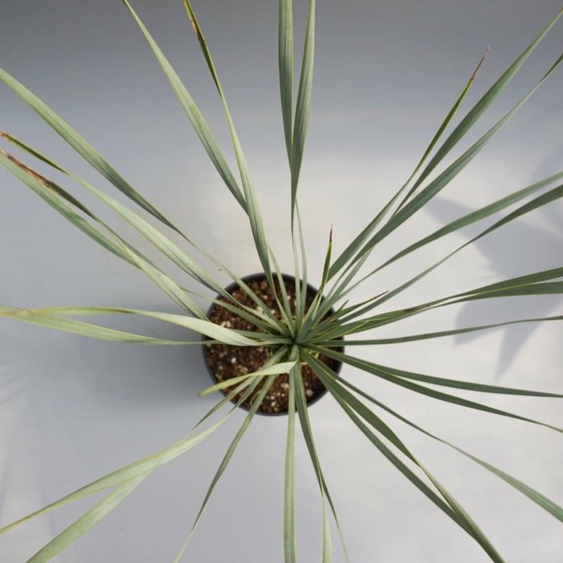 ユッカ ロストラータ 実生株 Yucca Rostrata 006 | Sunny Branch
