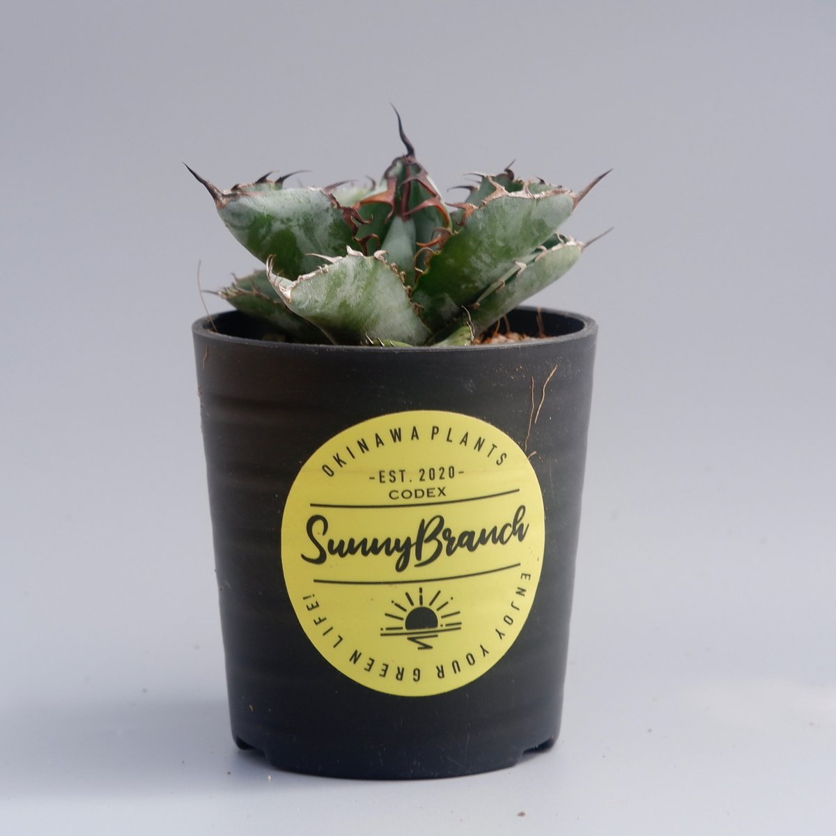 アガベ チタノタ ブラックアンドブルー Agave titanota BB 049 | Sun