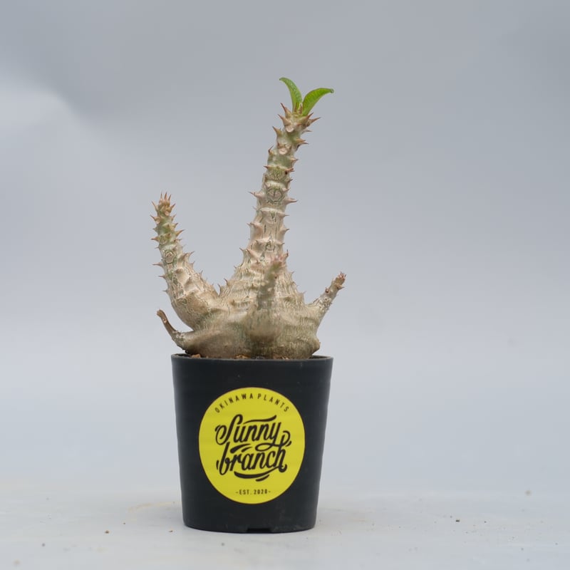 パキポディウム ウィンゾリー 実生株 161 Pachypodium windsorii |