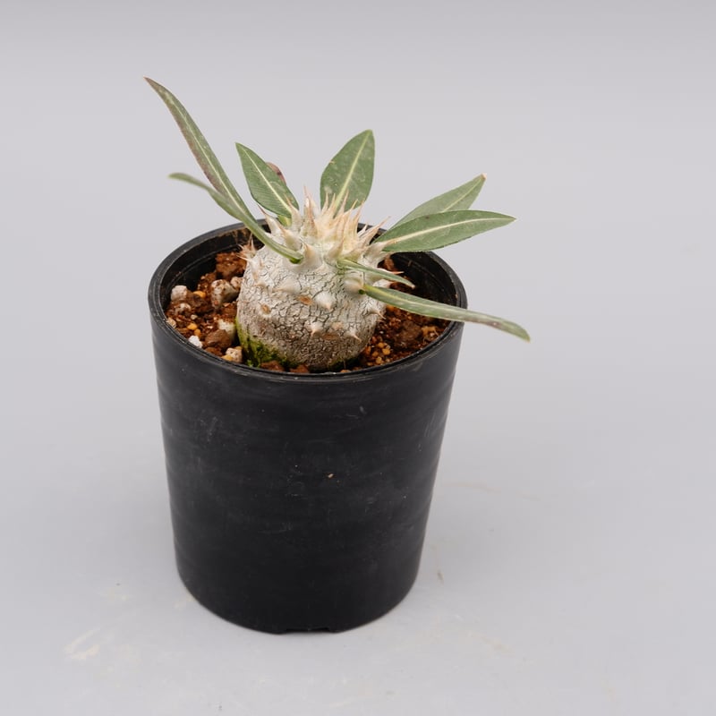 パキポディウム ロスラーツム 実生株 005 Pachypodium rosulatum ve