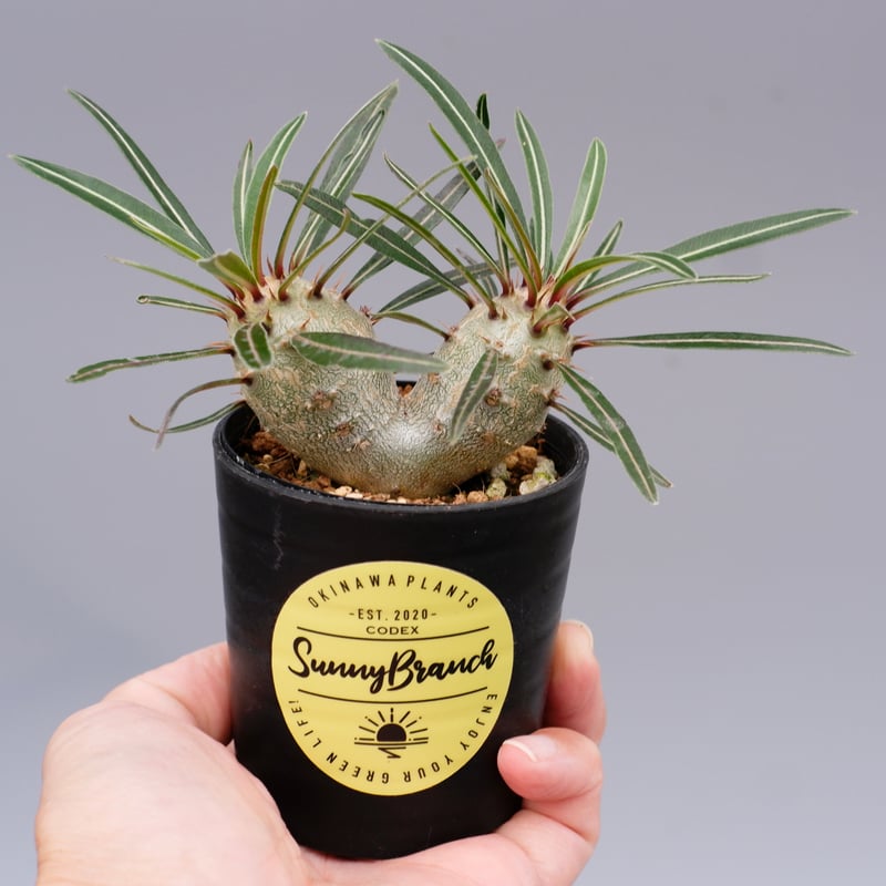 パキポディウム カクチペス 実生 双頭株 007 Pachypodium パキポディウム カクチペス 実生 双頭株 007 Pachypodium