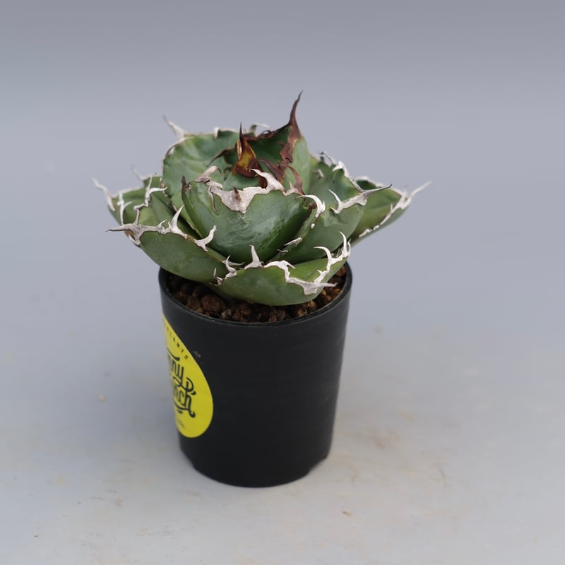 アガベ アガベ チタノタ 白鯨 Agave titanota white whale 226 | Su