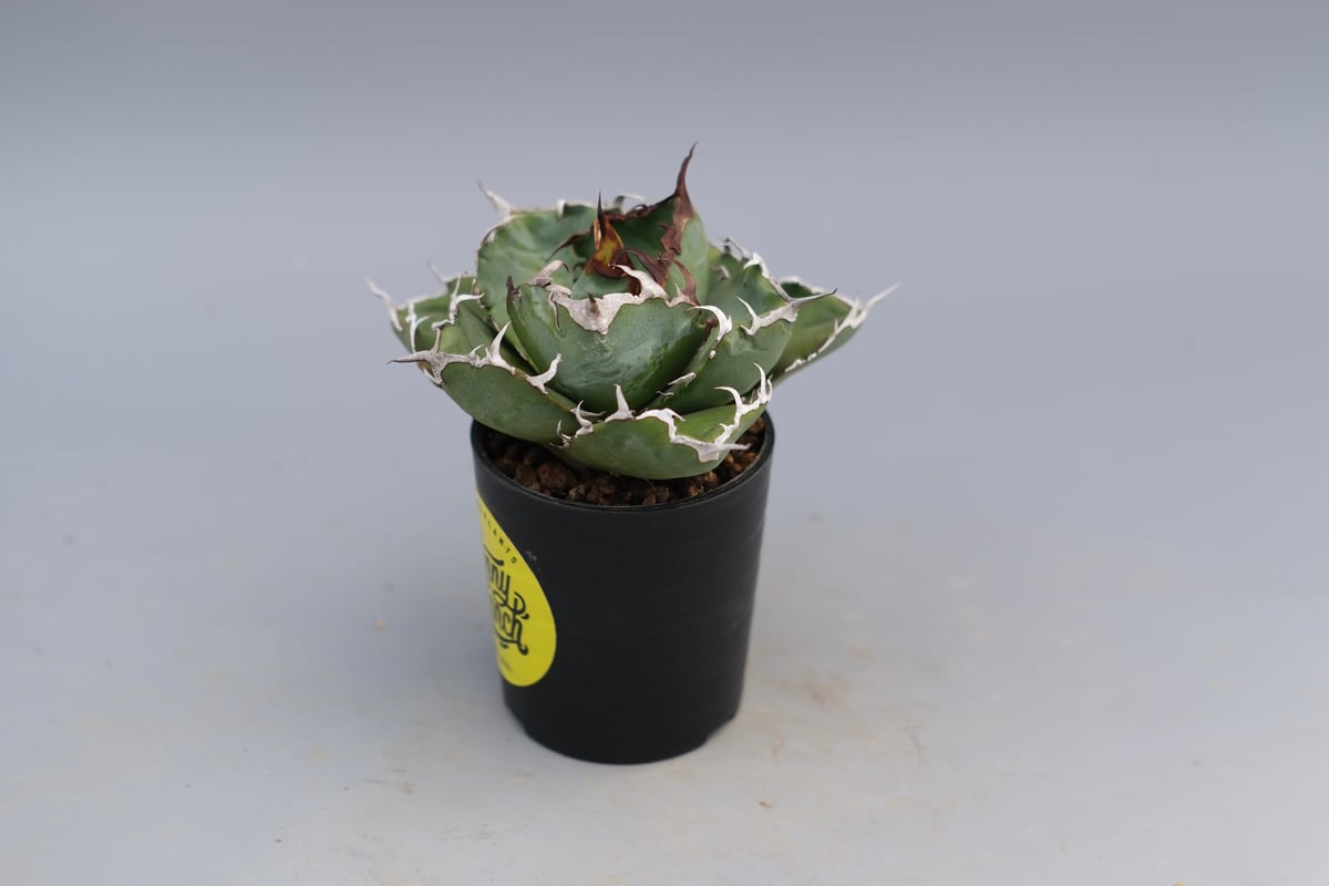 アガベ チタノタ 白鯨 Agave titanota white whale 226 | Su