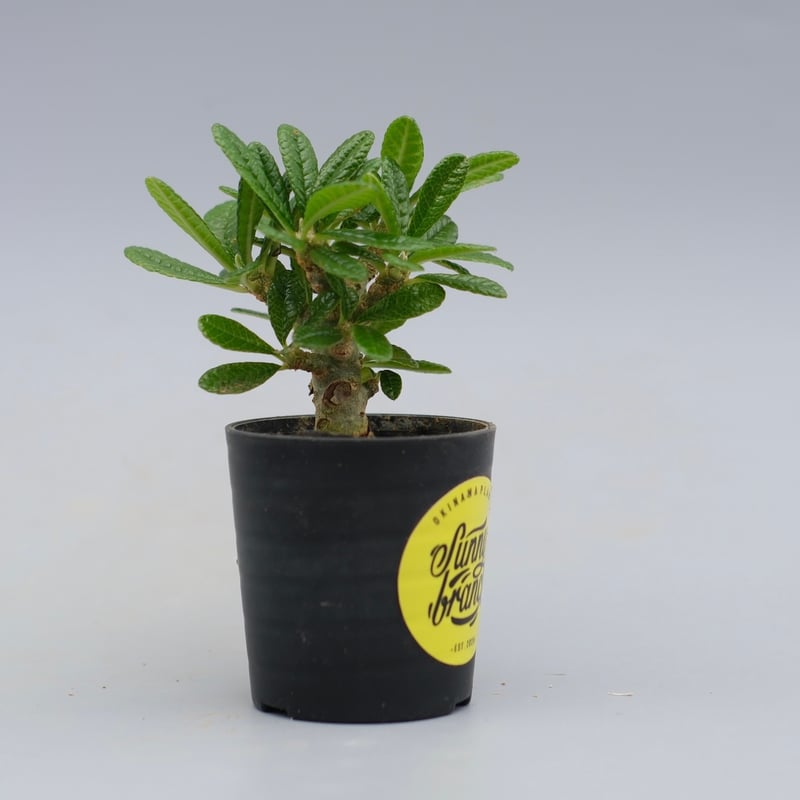 ドルステニア ギガス044 Dorstenia gigas | Sunny Branch