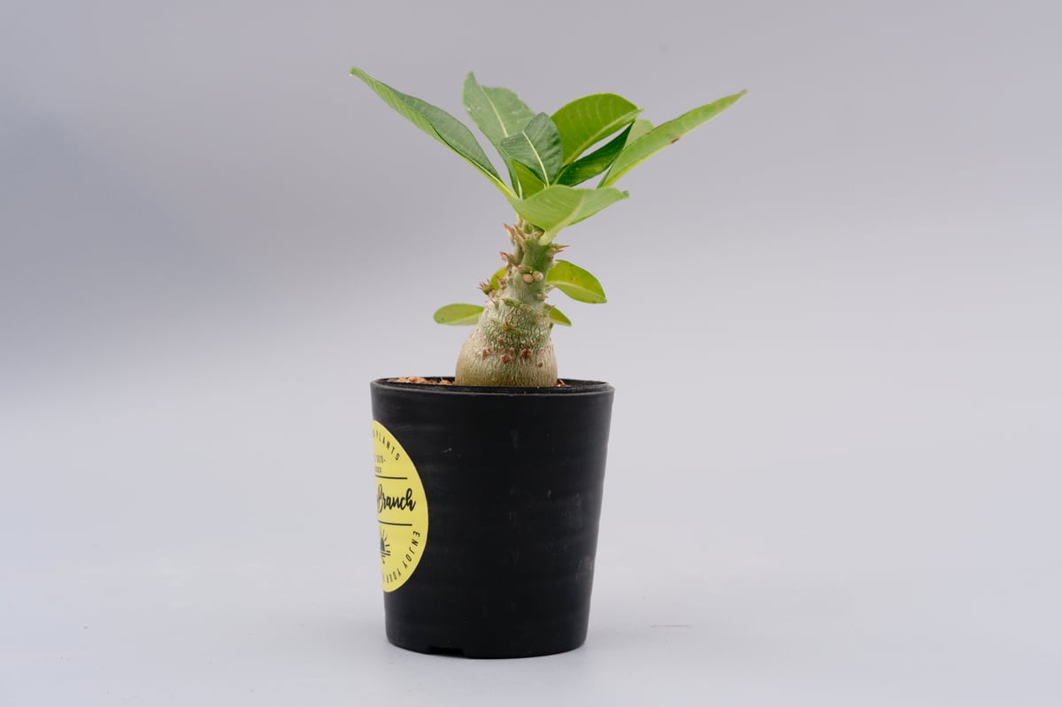 パキポディウム ウィンゾリー 実生株 017 Pachypodium windsorii |