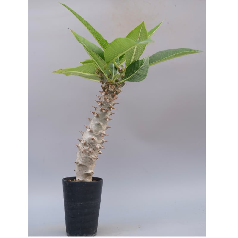 パキポディウム バロニー実生株040 Pachypodium baronii | Sunny