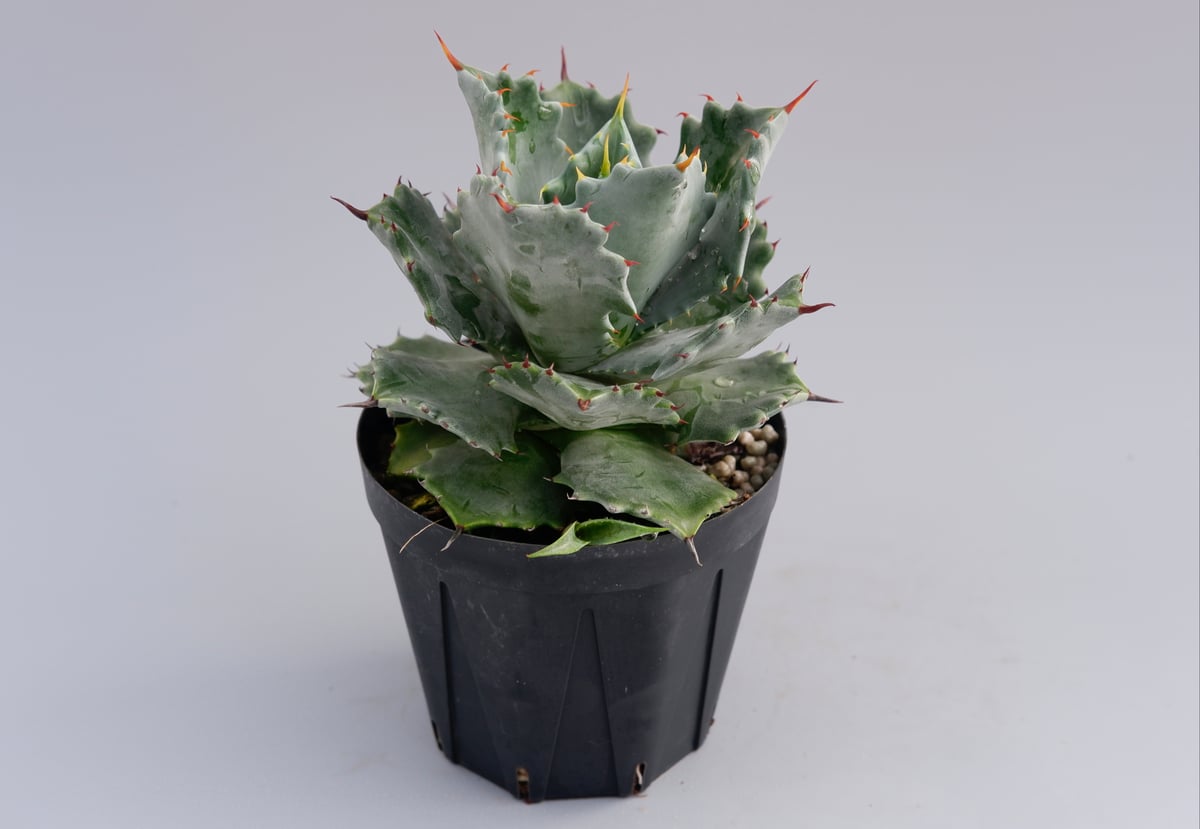 子株付き アガベ イシスメンシス 実生株 Agave isthmensis