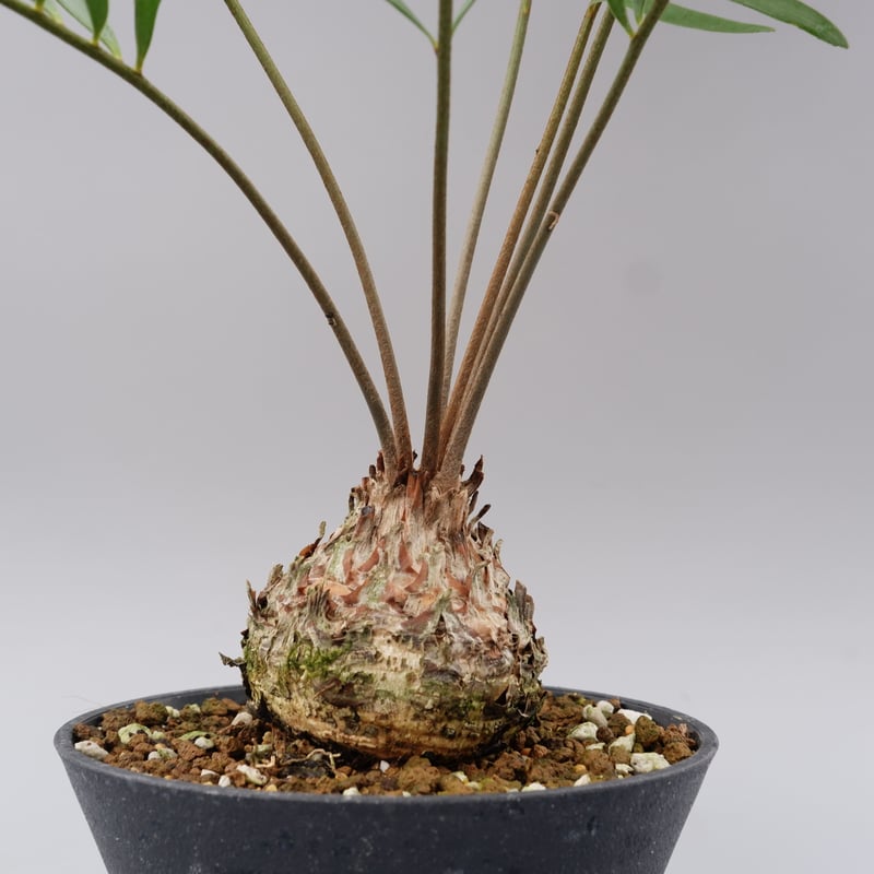 ザミア フロリダーナ 005 Zamia floridana 蘇鉄 | Sunny Branch