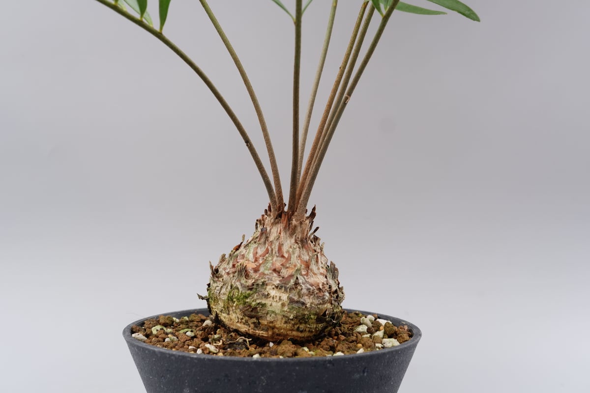 ザミア フロリダーナ 005 Zamia floridana 蘇鉄 | Sunny Branch