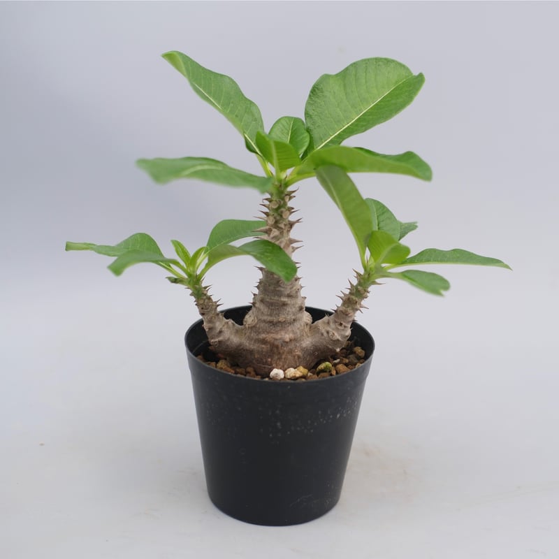 パキポディウム ウィンゾリー 実生株 063 Pachypodium windsorii |
