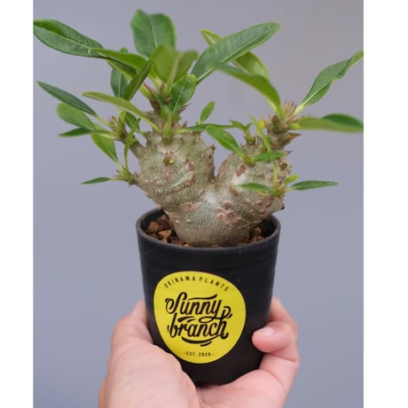 パキポディウムウィンゾリー | STORES