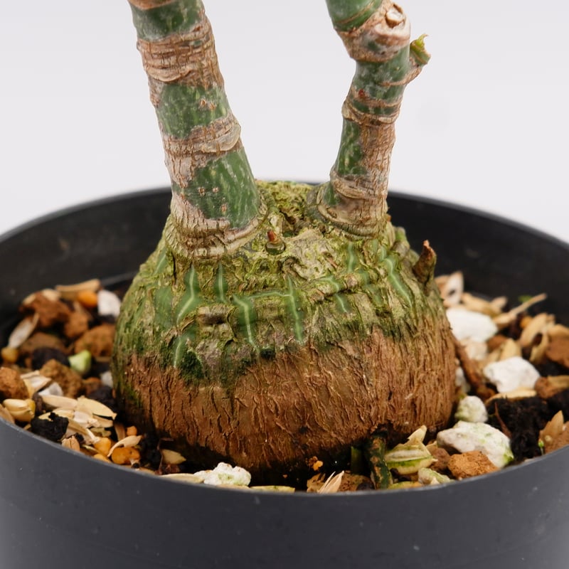 まんまる型 プセウド ボンバックス 023 Pseudobombax ellipticum