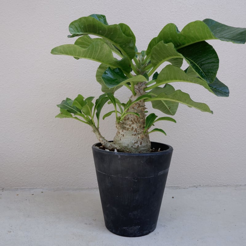 パキポディウム ウィンゾリー 002 Pachypodium windsorri | Sunn