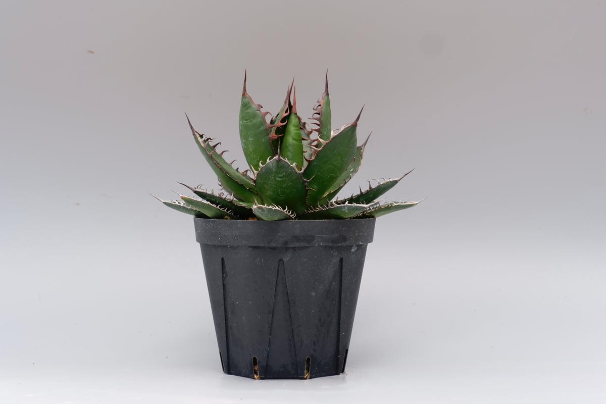 アガベ ホリダ 043 Agave horrida 強棘 | Sunny Branch