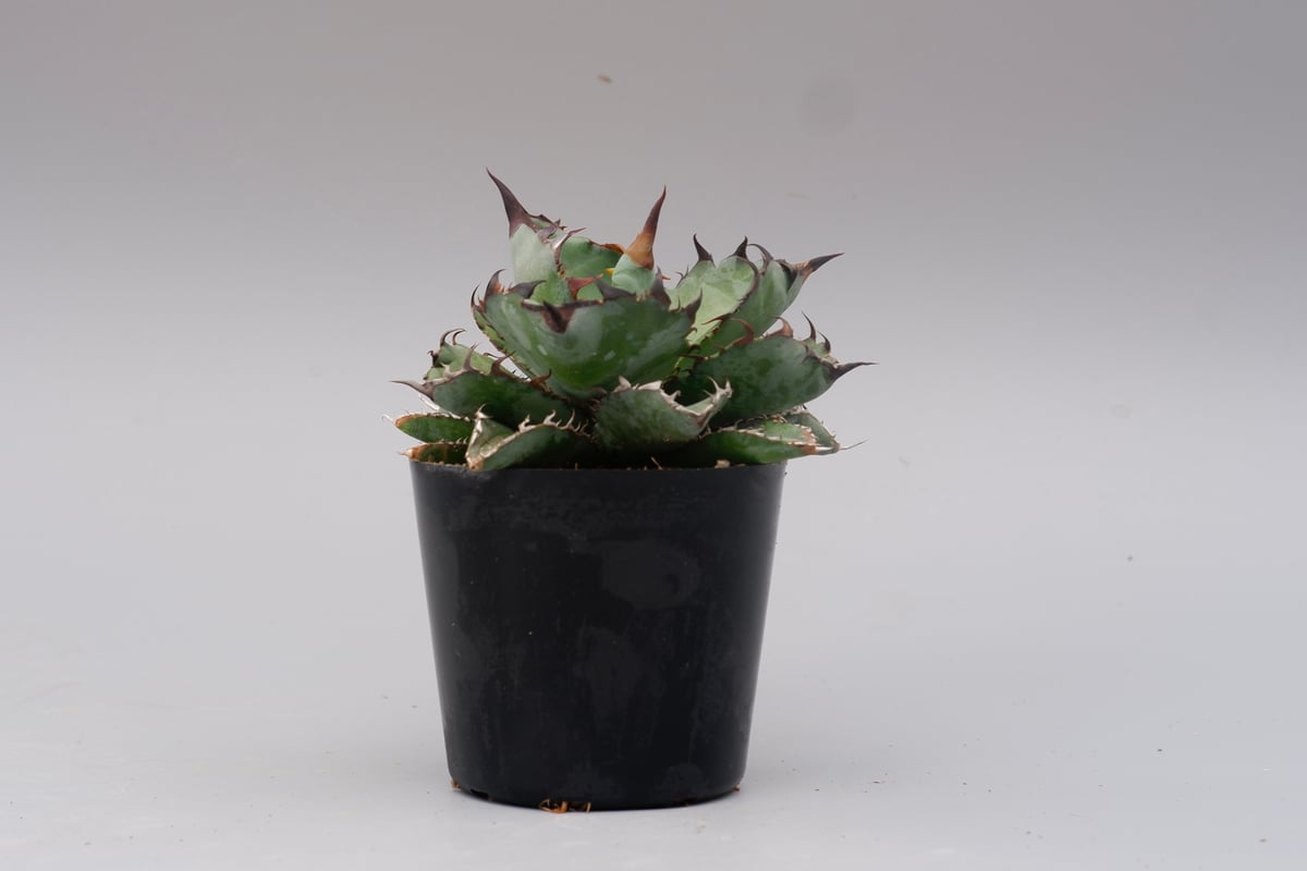 アガベ チタノタ ブラックアンドブルー Agave titanota BB 082 | Sun