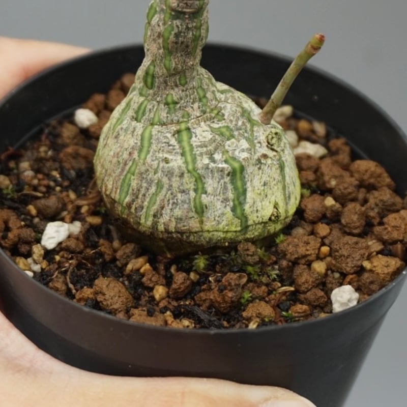 ボンバックス ボンバックス | STORES