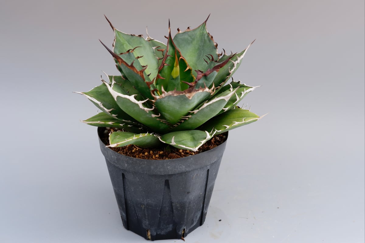 アガベ ノーネーム Agave no name | Sunny Branch