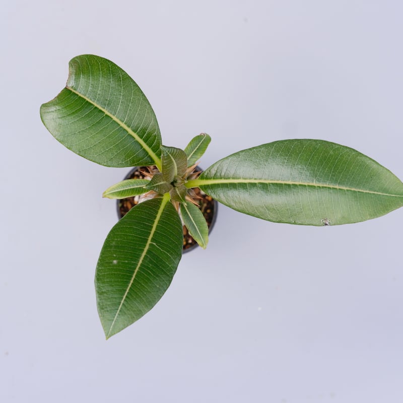 パキポディウム バロニー実生株025 Pachypodium baronii | Sunny