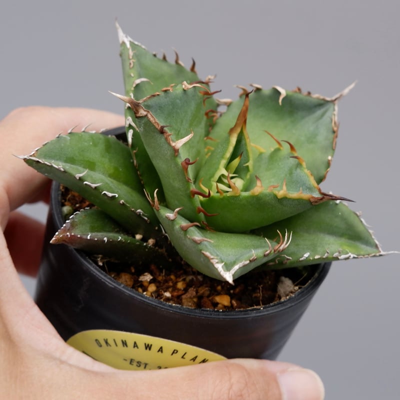 アガベ チタノタ 海王 Agave titanota 海王 004 | Sunny Branch