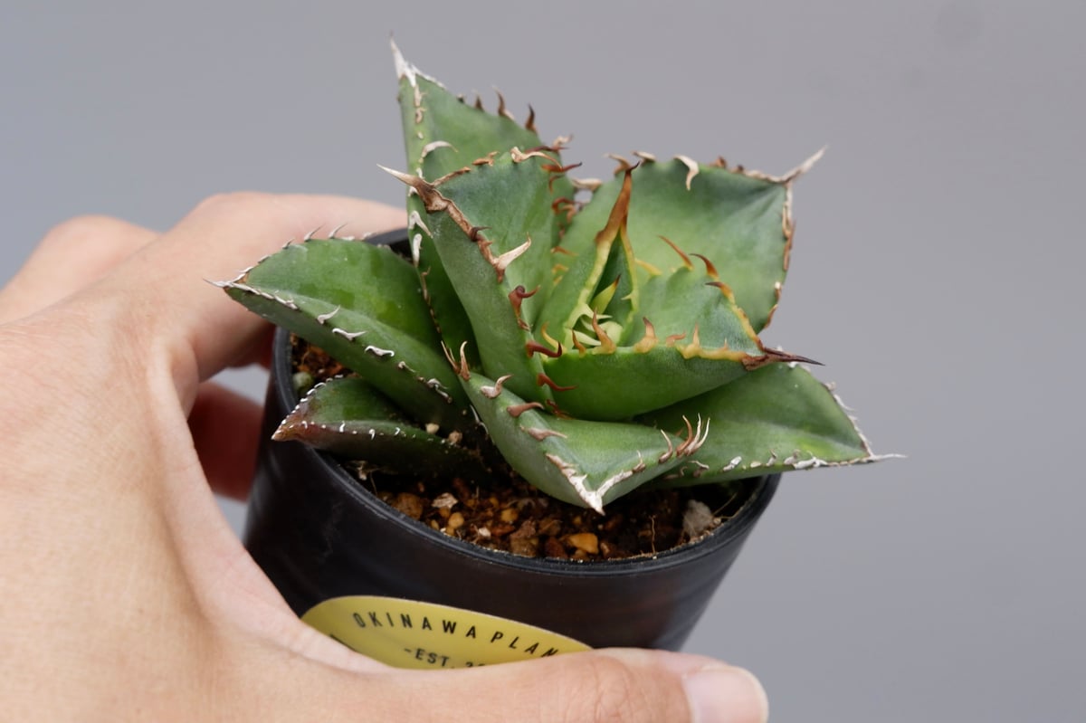 アガベ チタノタ 海王（大株） アガベ チタノタ 海王 Agave titanota 海王 004 | Sunny Branch