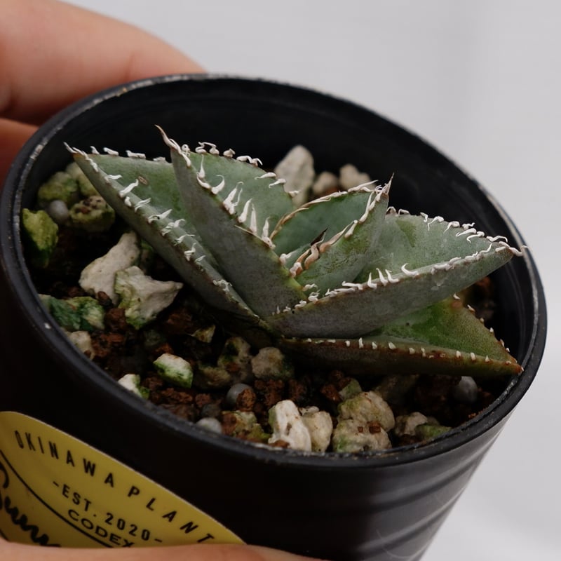 アガベ オテロイ 実生株 Agave oteroi seeding 008 | Sunny