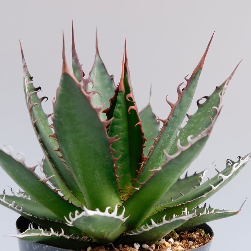 アガベ ホリダ 033 Agave horrida 強棘 | Sunny Branch