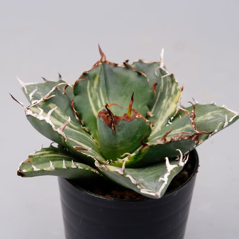 斑入り】アガベ チタノタ 白鯨 Agave titanota white whale 204