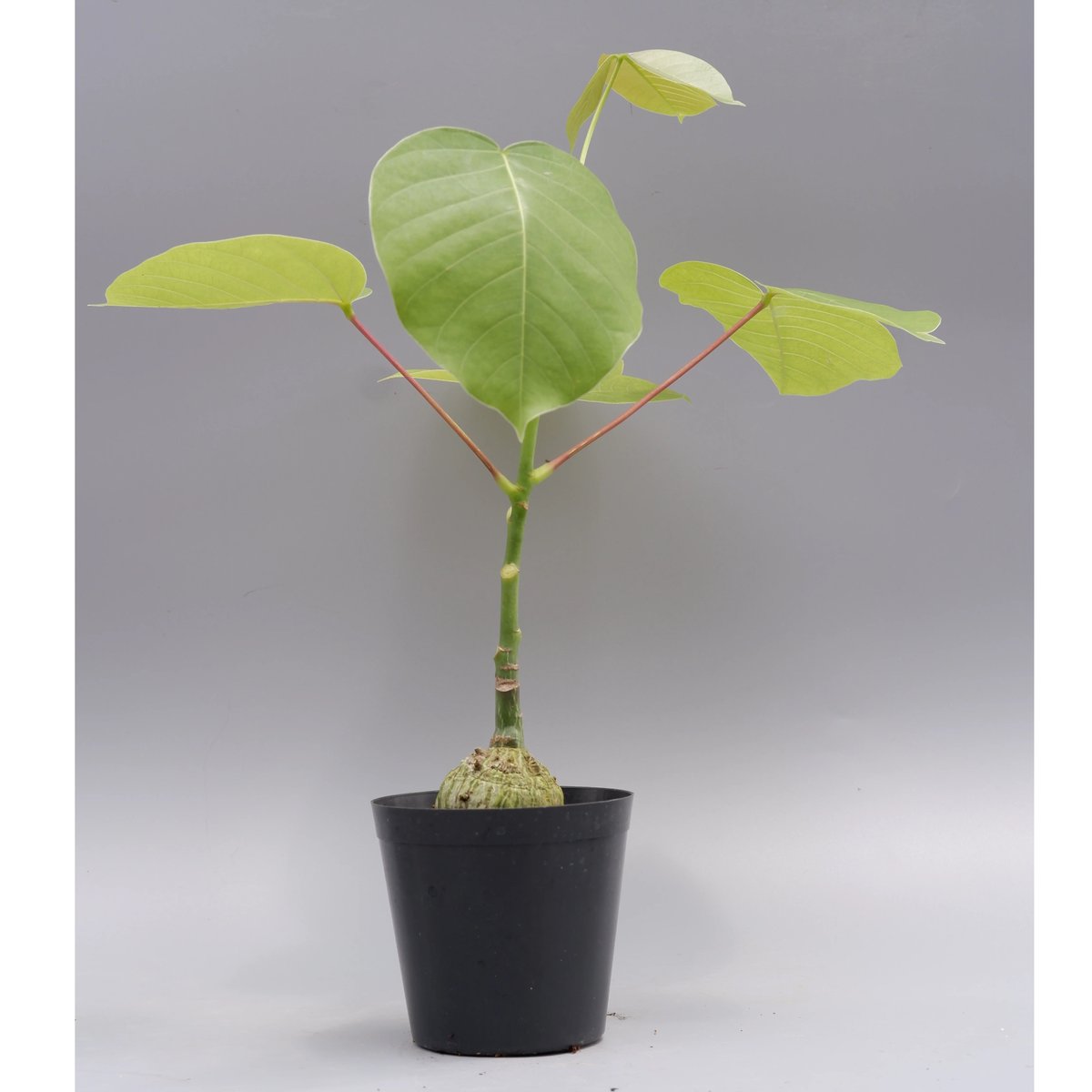 まんまる型 プセウド ボンバックス 021 Pseudobombax ellipticum