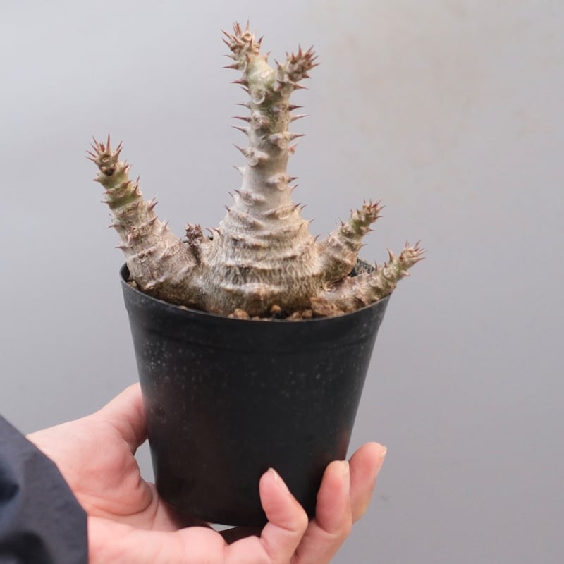 パキポディウム ウィンゾリー 実生株 123 Pachypodium windsorii |