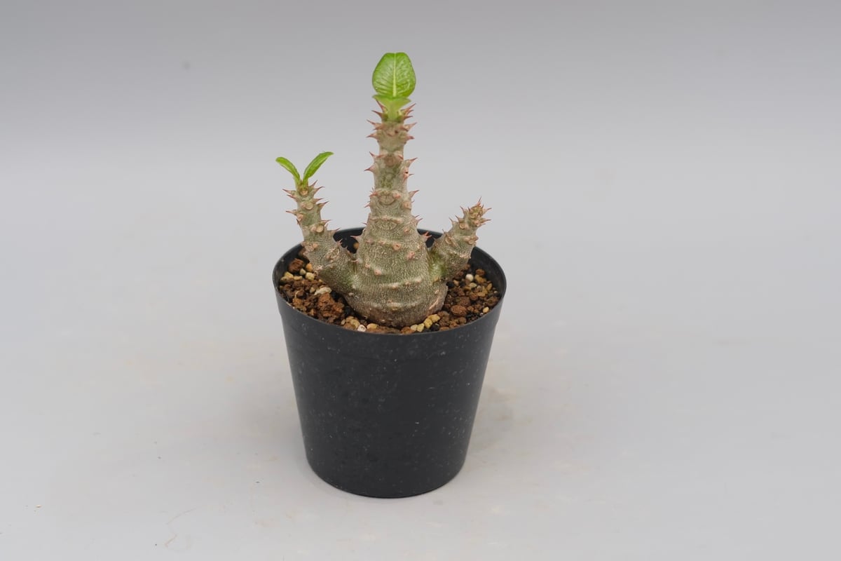 パキポディウム ウィンゾリー 実生株 028 Pachypodium windsorii |