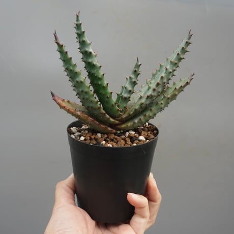 CATEGORY アロエ | Sunny Branch