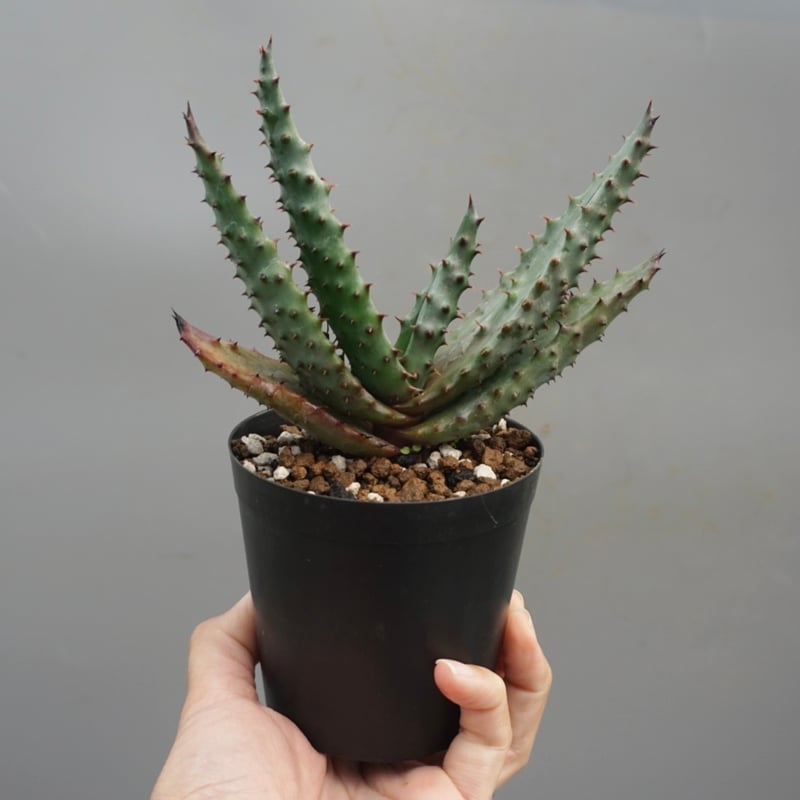 アロエ マルロシー 鬼切丸 Aloe marlothii 001 | Sunny Branch