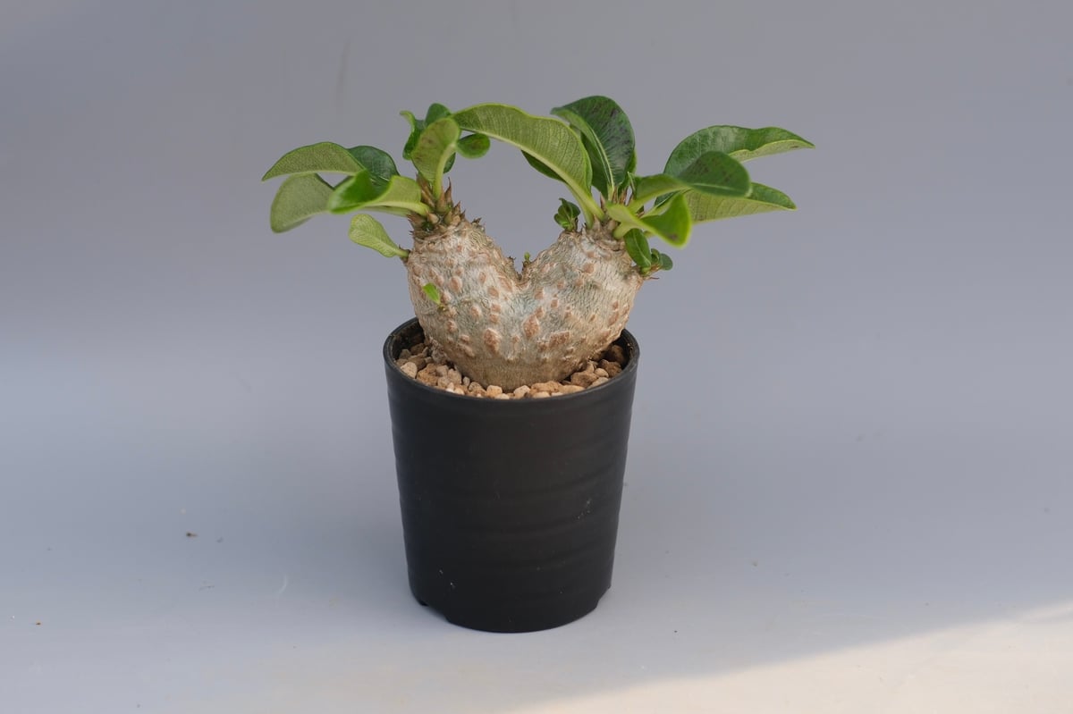 パキポディウム ウィンゾリー 実生株 095 Pachypodium windsorii |