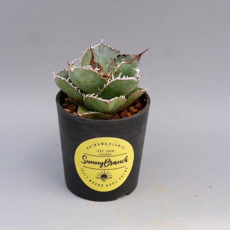 アガベ チタノタ 白鯨 Agave titanota white whale 202 | Su