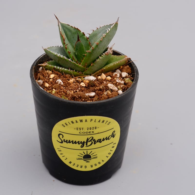アガベ オテロイ 実生株 Agave oteroi seeding 062 | Sunny