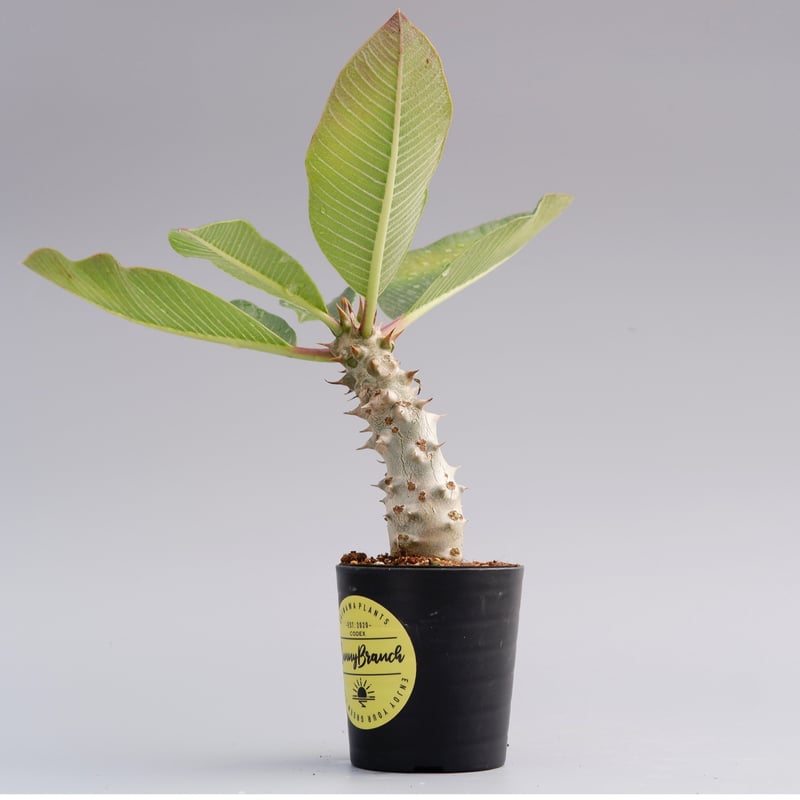 パキポディウム バロニー実生株016 Pachypodium baronii | Sunny パキポディウム バロニー実生株016 Pachypodium baronii | Sunny
