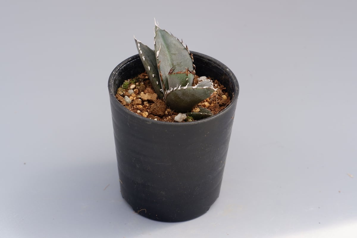 まさし実生（オテロイ実生） アガベ オテロイ 実生株 Agave oteroi seeding 041 | Sunny