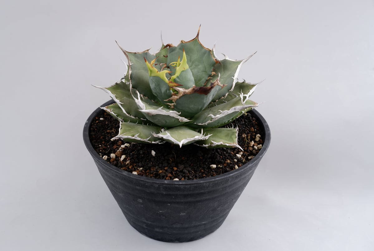 アガベ チタノタ 烈焔 001 Agave titanota 烈焔 | Sunny Branch