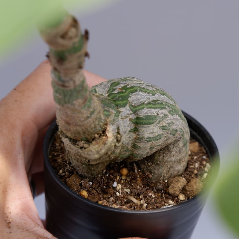 プセウド ボンバックス 019 Pseudobombax ellipticum | Sunny