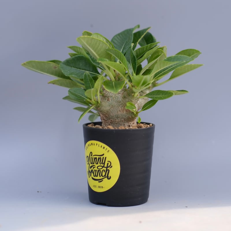 国内実生 パキポディウム ウィンゾリー パキポディウム ウィンゾリー 【実生】GM2402214 | RAFLUM / ラフラム