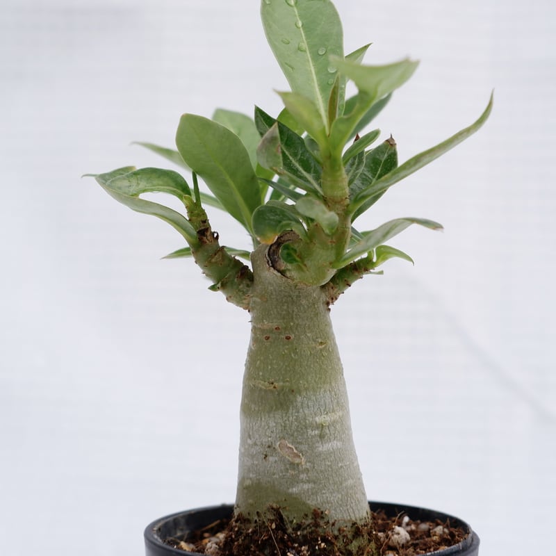 アデニウム ブラックソマレンセ 実生株 Adenium somalense var. blac